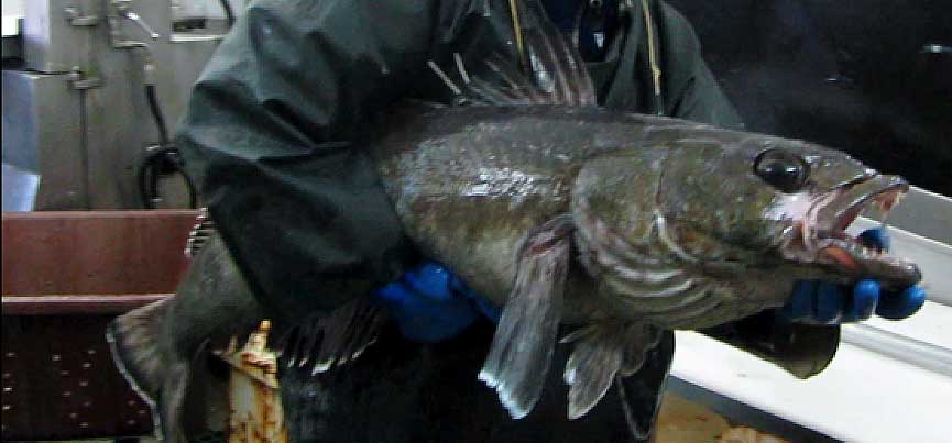 Large toothfish caught around South Georgia.