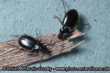 Carabid Beetle. Photo BAS