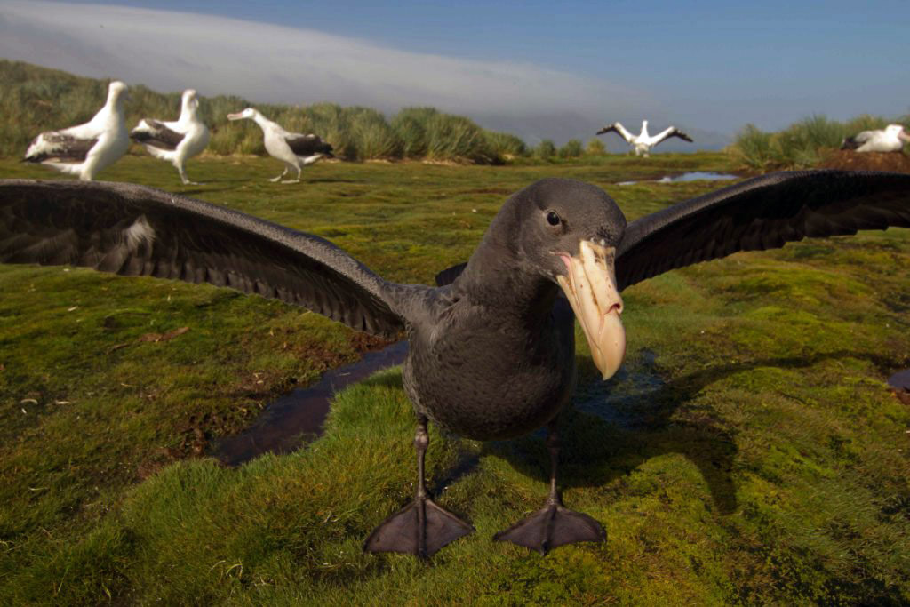 Ready-to-fledge northern giant petrel chick. Despite a 2m wingspan this one looked alarmingly small standing amongst displaying wandering albatrosses. Photo Jerry Gillham.