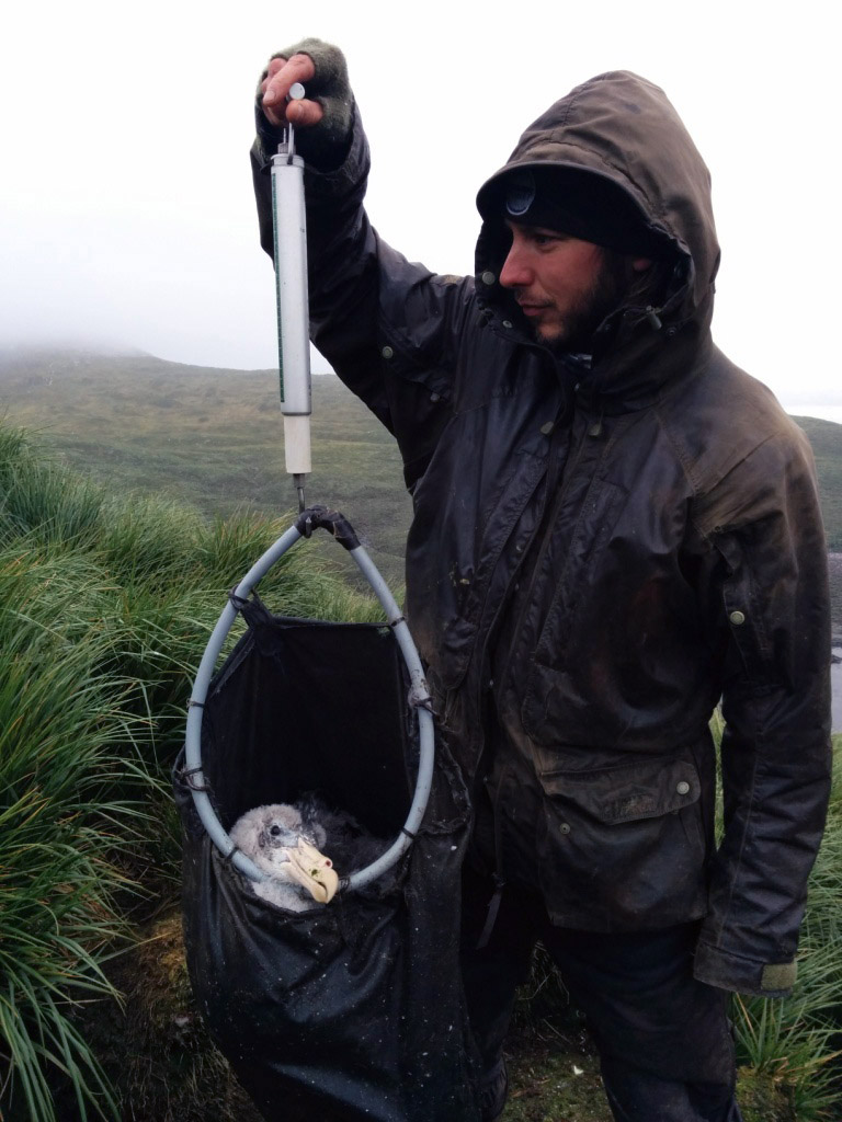 Weighing a giant petrel chick. Comparing chick weights at the same stage each year tells us how healthy they are, how abundant food has been that year and will potentially allow us to predict their survival chances. Photo Alastair Wilson.