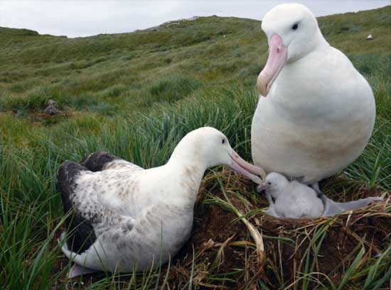 Wandering albatross numbers are still declining. Photo Jess Walkup.