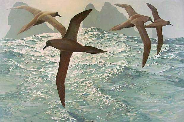 Around the Shag Rocks, Light-mantled Sooty Albatrosses (1979) by Keith Shackleton. Image Nature in Art, Gloucester.