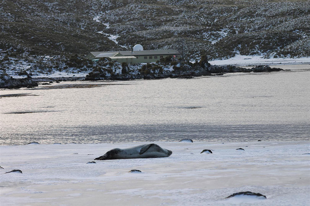 Winter scene at Bird Island, a leopard seal in front of the base.