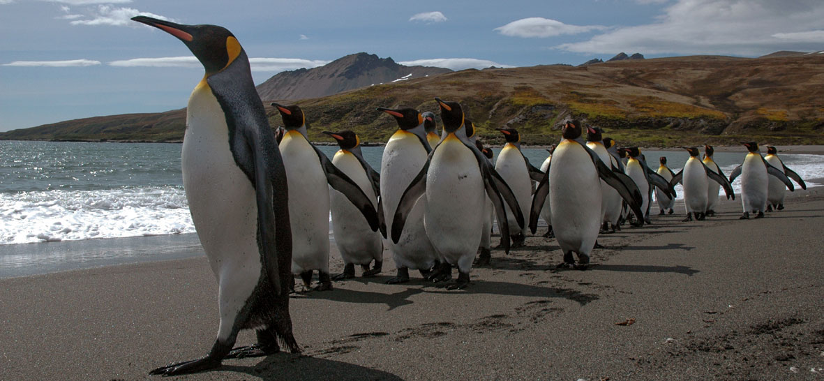 Penguins Walking on beach