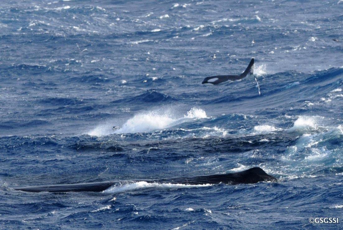 Killer and sperm whales target longline fishing vessels for a quick feed.