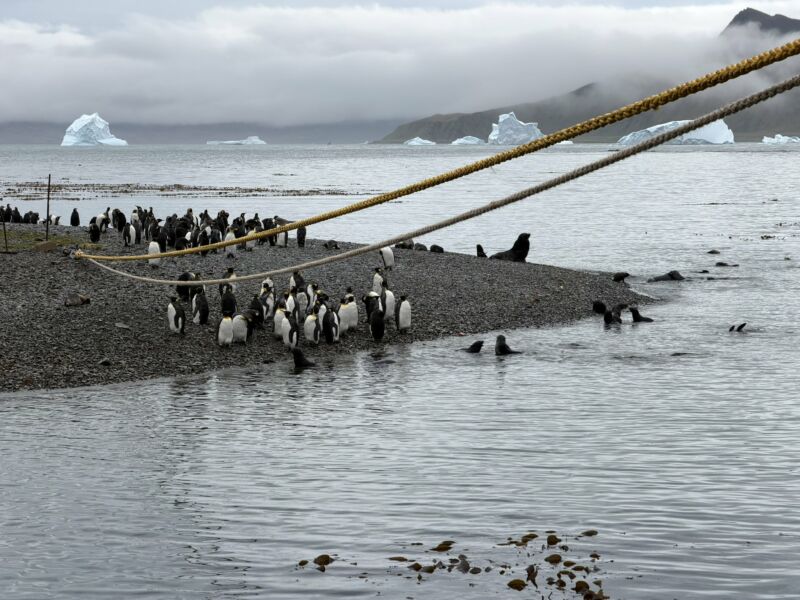 Image for the Tweet beginning: The abundance of #wildlife on