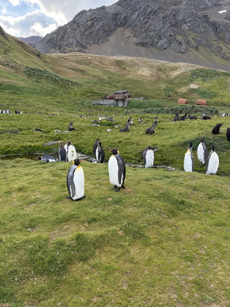 Image for the Tweet beginning: The abundance of #wildlife on