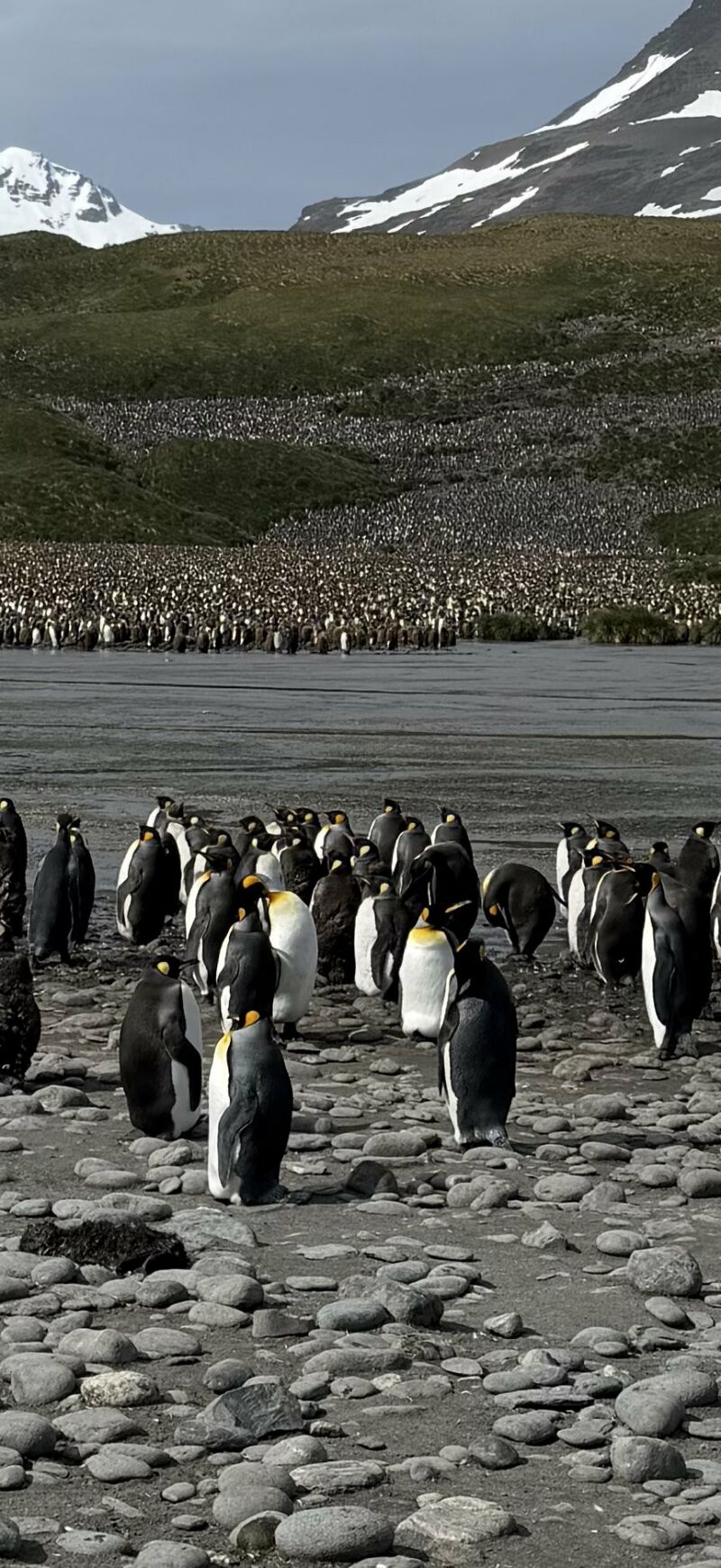 Image for the Tweet beginning: The abundance of #wildlife on